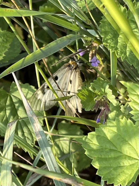 Parnassius mnemosyne - kis apollólepke