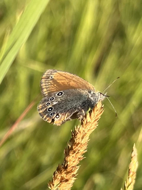 Coenonympha glycerion - közönséges szénalepke