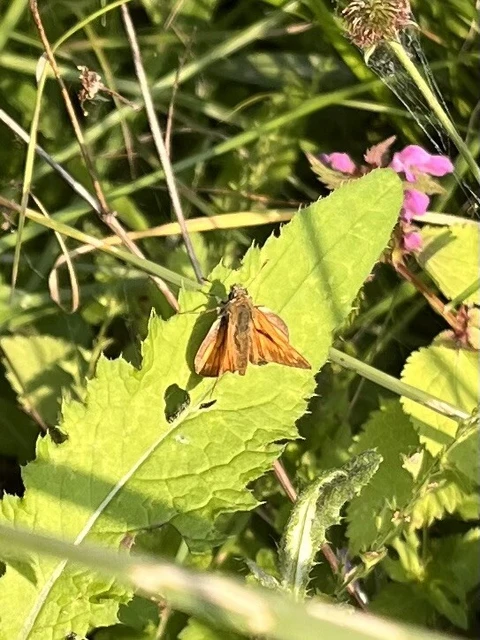 Ochlodes sylvanus - erdei busalepke