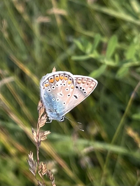 Polyommatus icarus - közönséges boglárka