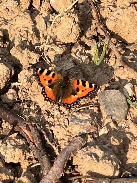 Nymphalis urticae - kis rókalepke Nymphalis urticae - kis rókalepke