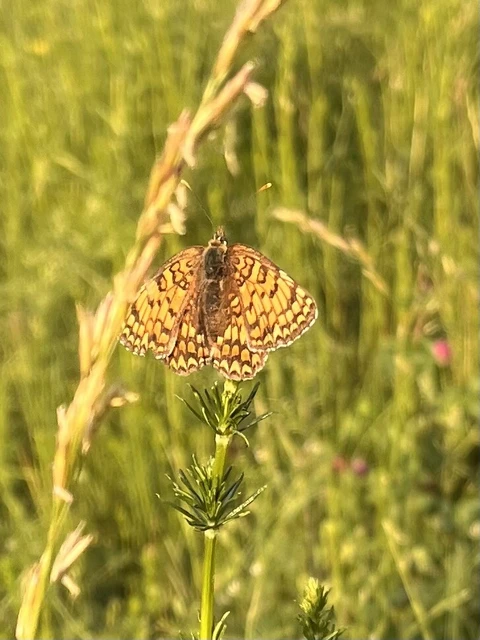 Melitaea phoebe - nagy tarkalepke