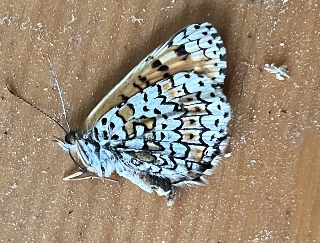 Melitaea cinxia - réti tarkalepke