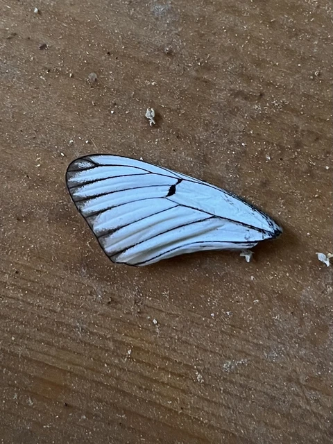 Aporia crataegi - galagonyalepke