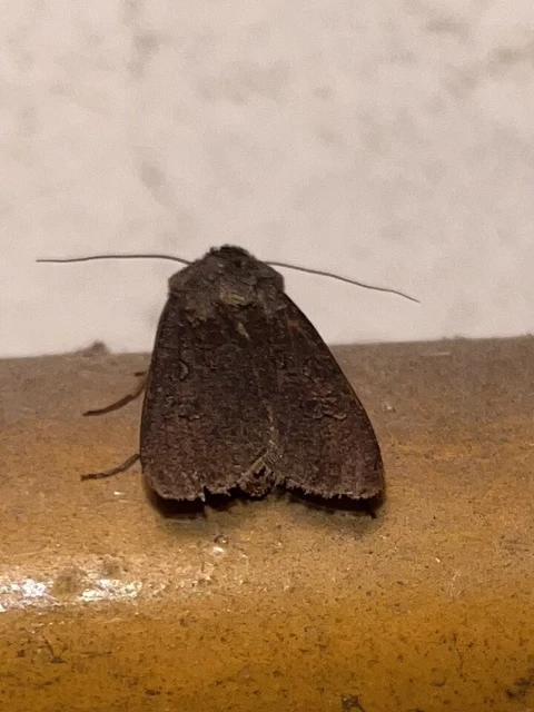 Agrotis segetum - vetési földibagoly