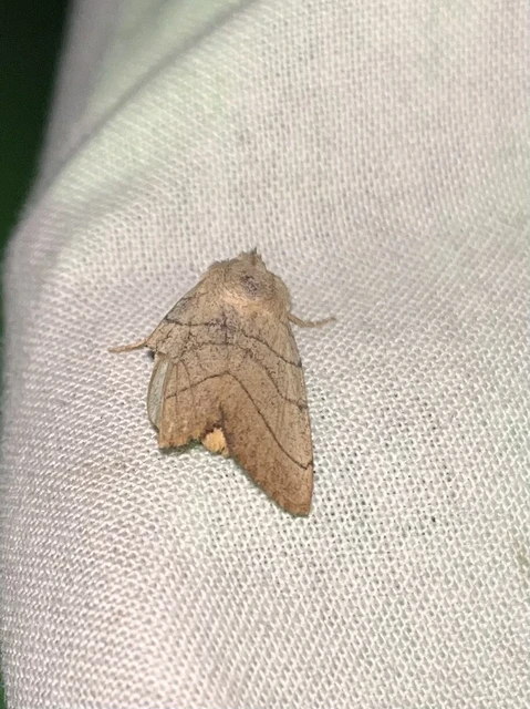 Charanyca trigrammica - háromsávos lombbagoly
