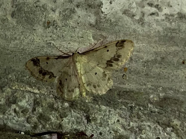 Idaea trigeminata - csúcsfoltos apróaraszoló