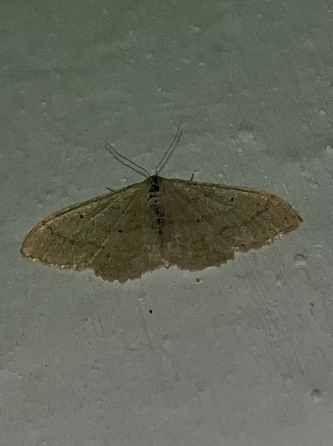 Idaea straminata - szalmasárga sávosaraszoló