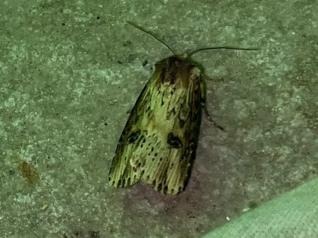 Axylia putris - vonalkás földibagoly