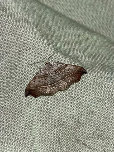 Laspeyria flexula - zuzmóbagoly