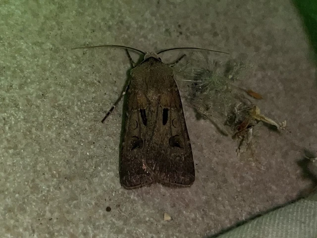 Agrotis exclamationis - felkiáltójeles földibagoly