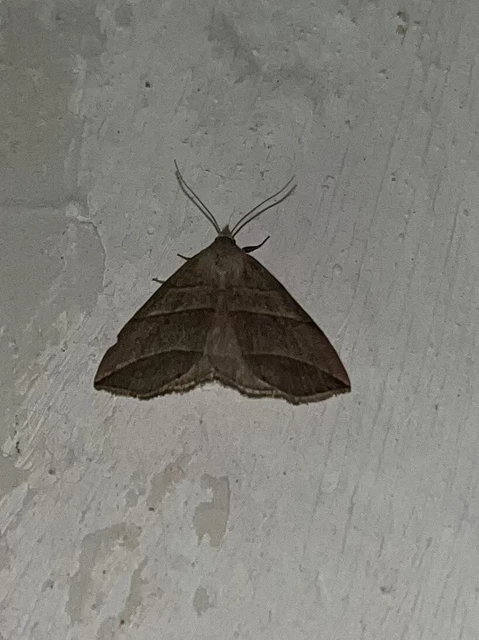 Colobochyla salicalis - háromsávos törpebagoly