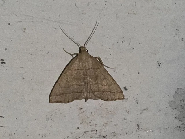 Herminia tarsicrinalis - szőröslábú karcsúbagoly