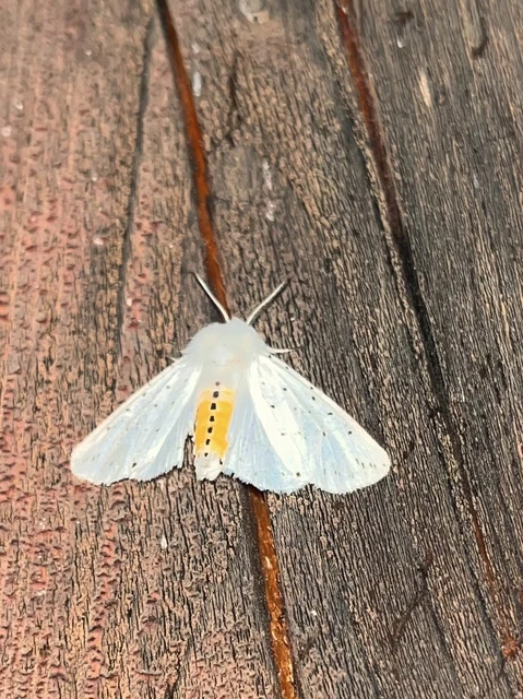 Spilosoma lubricipedum - tejszínű medvelepke