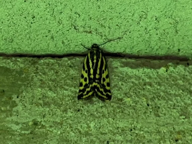 Emmelia trabealis - zebrabagoly