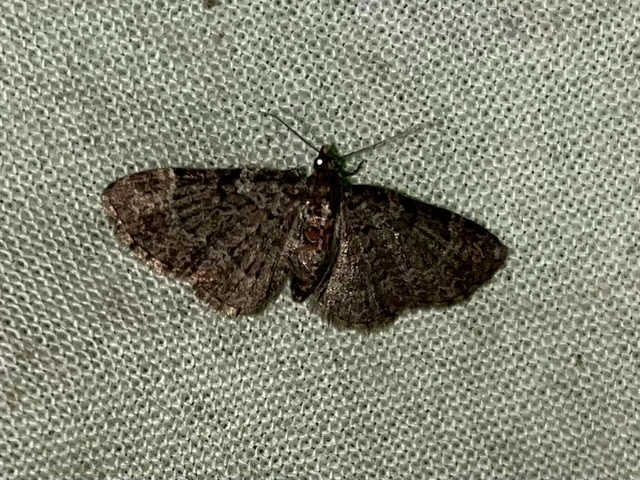 Pasiphila chloerata - hamvas törpearaszoló
