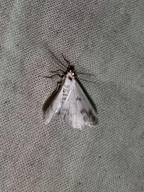 Lomographa temerata - foltos fehéraraszoló