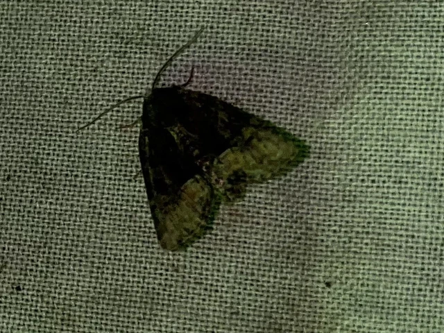 Oligia strigilis/latruncula/versicolor