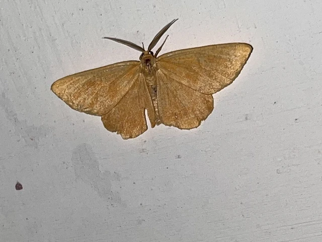 Angerona prunaria - sárga kökényaraszoló