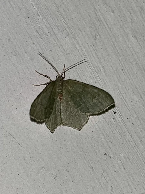 Hemithea aestivaria - nyír-zöldaraszoló