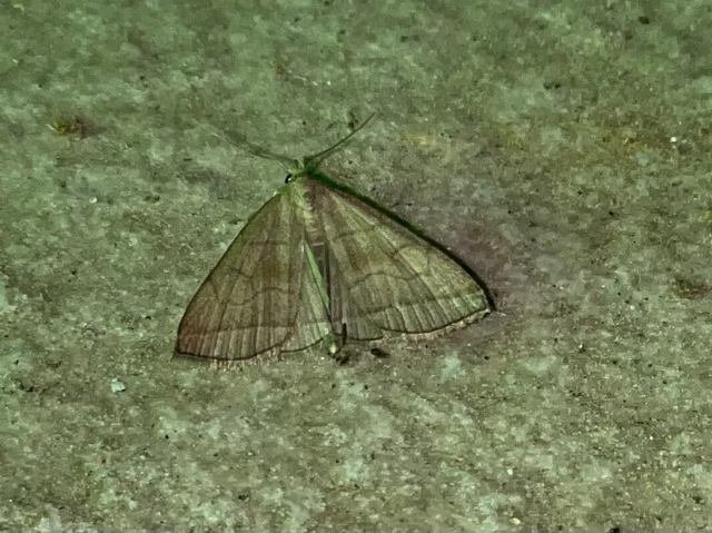 Herminia tarsicrinalis - szőröslábú karcsúbagoly