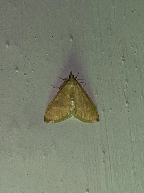 Ostrinia nubilalis - kukoricamoly