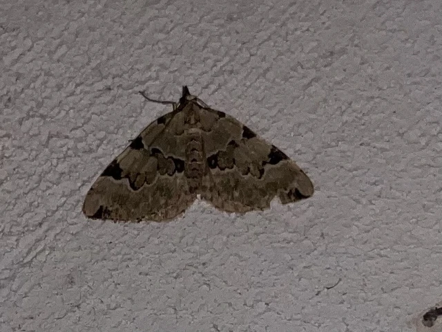 Colostygia pectinataria - zöld levélaraszoló
