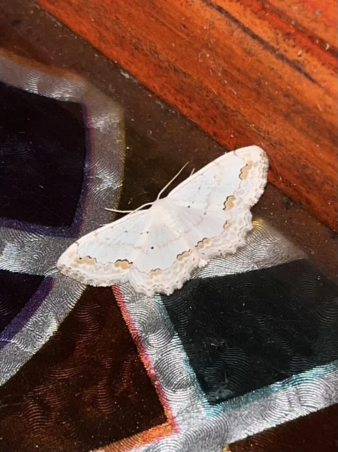 Scopula ornata - díszes fehéraraszoló