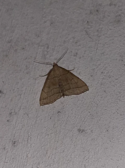 Herminia tarsicrinalis - szőröslábú karcsúbagoly