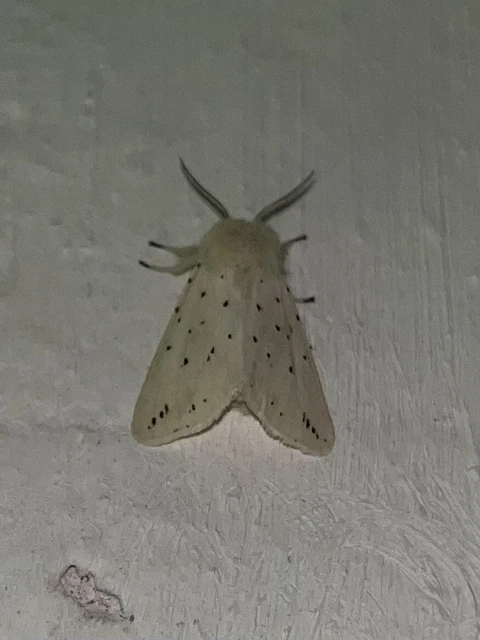 Spilosoma lubricipedum - tejszínű medvelepke