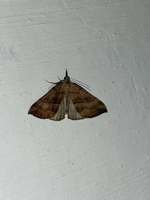 Hypena proboscidalis - ormányos karcsúbagoly