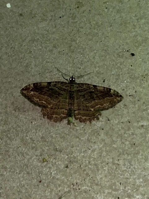Philereme transversata - varjútövis-araszoló