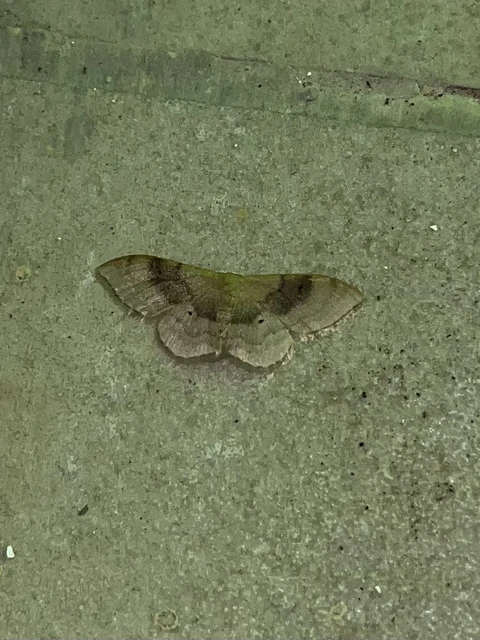 Idaea degeneraria - barnasávos araszoló