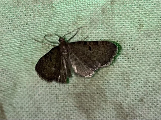 Eupithecia selinata - lápi törpearaszoló