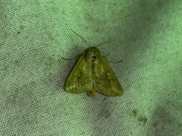 Mythimna albipuncta - fehérpettyes rétibagoly
