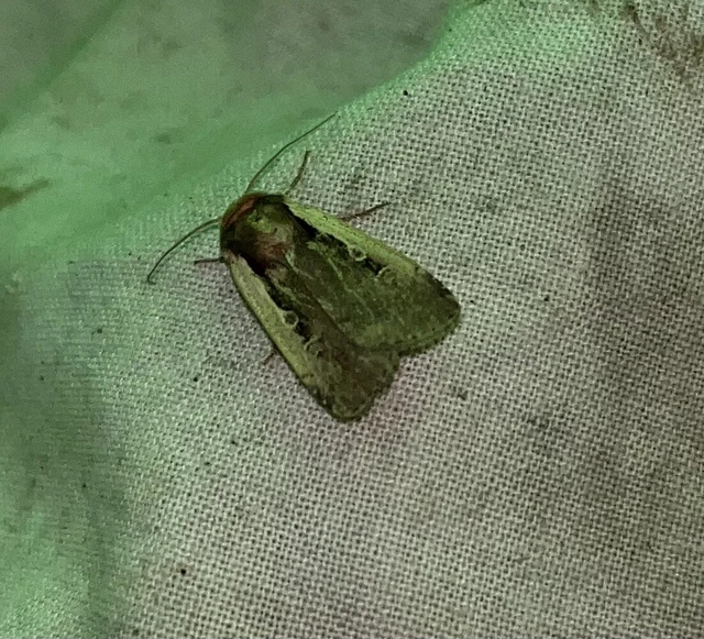 Ochropleura plecta - fehérszegélyű fűbagoly