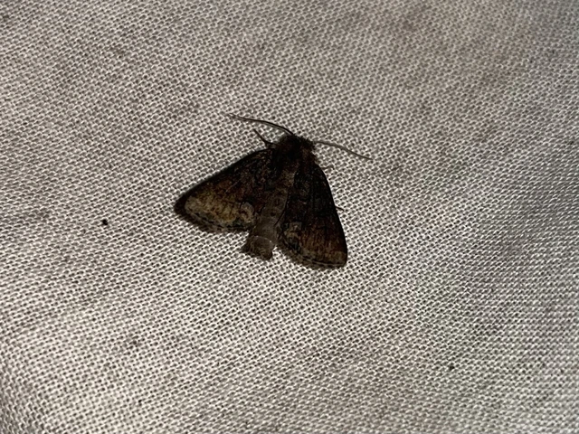 Oligia latruncula - fekete dudvabagoly