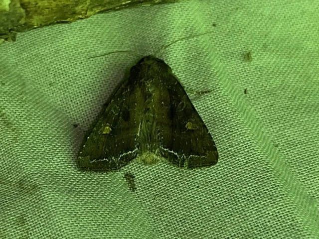 Lacanobia oleracea - saláta-kertibagoly
