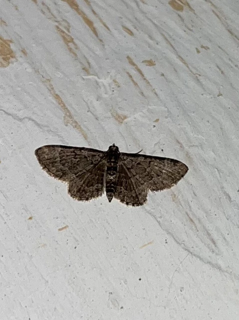 Pasiphila chloerata - hamvas törpearaszoló
