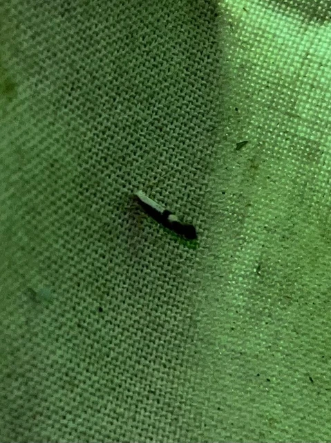Argyresthia