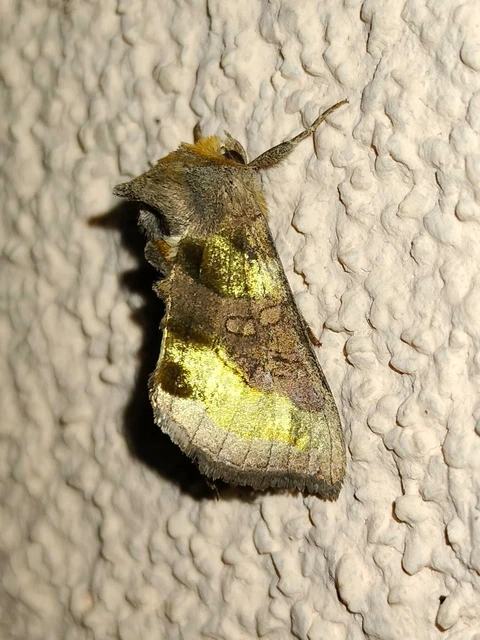 Diachrysia chrysitis/stenochrysis