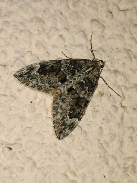 Thera variata/britannica