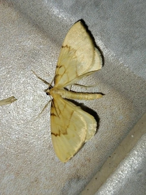 Eulithis pyraliata - sárga galajaraszoló