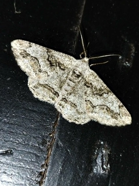 Synopsia sociaria - ürömaraszoló