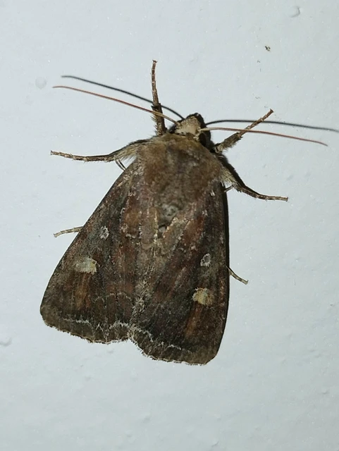 Lacanobia oleracea - saláta-kertibagoly