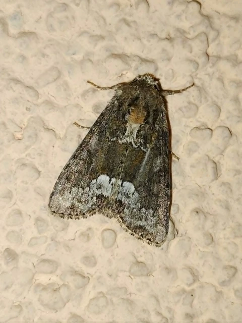 Oligia strigilis - kormos dudvabagoly