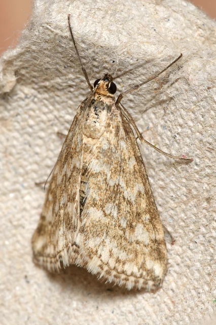Evergestis frumentalis - tavaszi dudvamoly