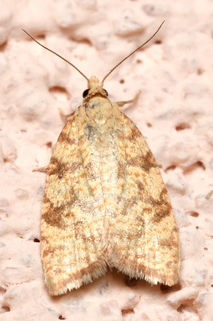 Aleimma loeflingiana - tölgylevél-sodrómoly Aleimma loeflingiana - tölgylevél-sodrómoly