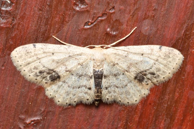 Idaea dimidiata - gyakori apróaraszoló