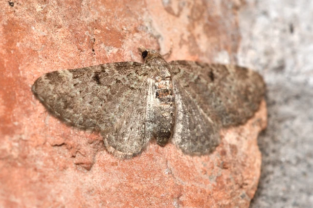 Pasiphila chloerata - hamvas törpearaszoló